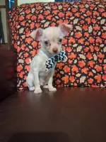 Cinnamon , a male Chihuahua for sale in Barnett, MO – 4 of 6