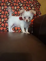 Pumpkin , a male Chihuahua for sale in Barnett, MO – 5 of 7