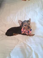 Remington, a male Yorkshire Terrier for sale in Barnett, MO – 6 of 6