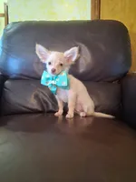 Ralphie, a male Chihuahua for sale in Barnett, MO – 2 of 6