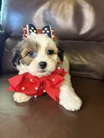 Stella, a female Bichon Frise and Shih Tzu for sale in Barnett, MO – 1 of 5
