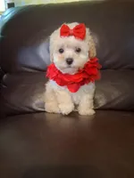 Crystal, a female Poodle - Toy  for sale in Barnett, MO – 5 of 5