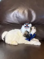 Luna, a female Bichon Frise and Shih Tzu for sale in Barnett, MO – 2 of 5