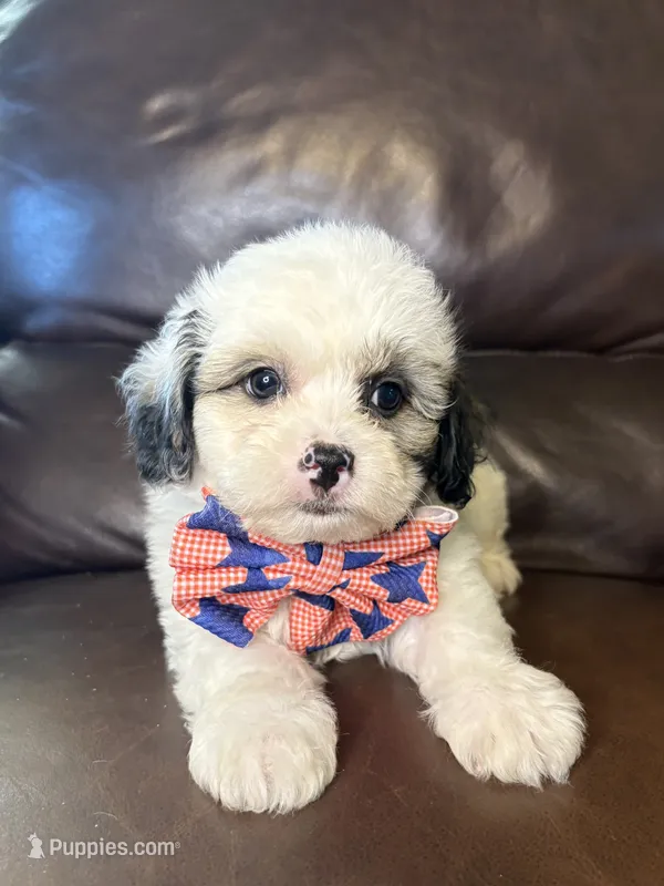 Rooster – Bichon Frise, Shih Tzu puppy for sale in Barnett, MO