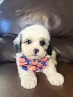 Rooster, a male Bichon Frise and Shih Tzu for sale in Barnett, MO – 1 of 5