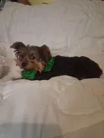 Johnny , a male Yorkshire Terrier for sale in Barnett, MO – 6 of 7