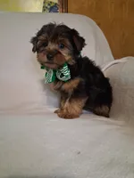 Scotty, a male Yorkshire Terrier for sale in Barnett, MO – 4 of 4