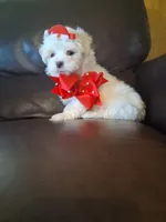 Snowman, a male Maltese for sale in Barnett, MO – 5 of 7