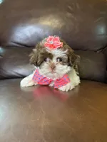 Snuggle bug , a female Shihpoo for sale in Barnett, MO – Photo 4 of 6