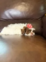 Snuggle bug , a female Shihpoo for sale in Barnett, MO – Photo 2 of 6