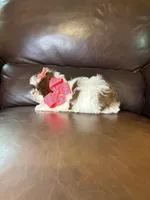 Snuggle bug , a female Shihpoo for sale in Barnett, MO – Photo 3 of 6