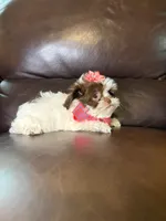 Snuggle bug , a female Shihpoo for sale in Barnett, MO – Photo 5 of 6