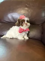 Snuggle bug , a female Shihpoo for sale in Barnett, MO – Photo 6 of 6