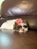 Snuggle bug , a female Shihpoo for sale in Barnett, MO – Photo 1 of 6