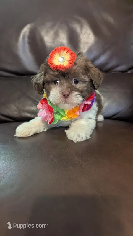 Holly – Shihpoo puppy for sale in Barnett, MO