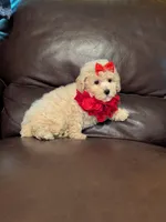 Lady, a female Poodle - Toy  for sale in Barnett, MO – Photo 3 of 6