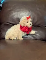 Lady, a female Poodle - Toy  for sale in Barnett, MO – Photo 4 of 6