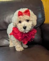 Lady, a female Poodle - Toy  for sale in Barnett, MO – Photo 1 of 6