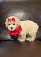 Lady, a female Poodle - Toy  for sale in Barnett, MO – Photo 6 of 6