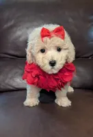 Lady, a female Poodle - Toy  for sale in Barnett, MO – Photo 2 of 6