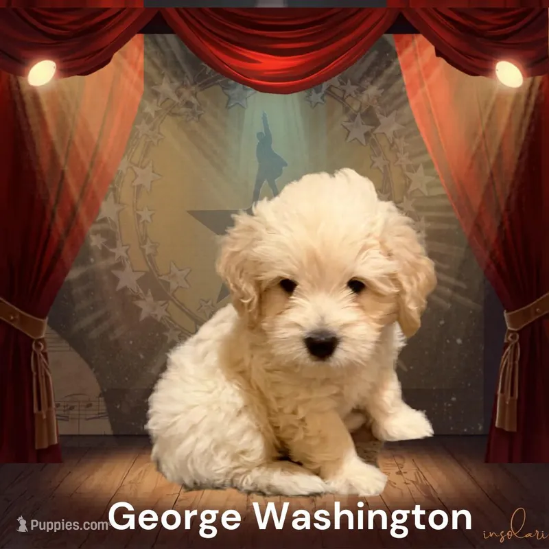 George – Miniature Goldendoodle puppy for sale in McKinney, TX