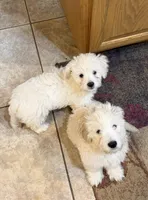 George, a male Miniature Goldendoodle for sale in McKinney, TX – Photo 2 of 2