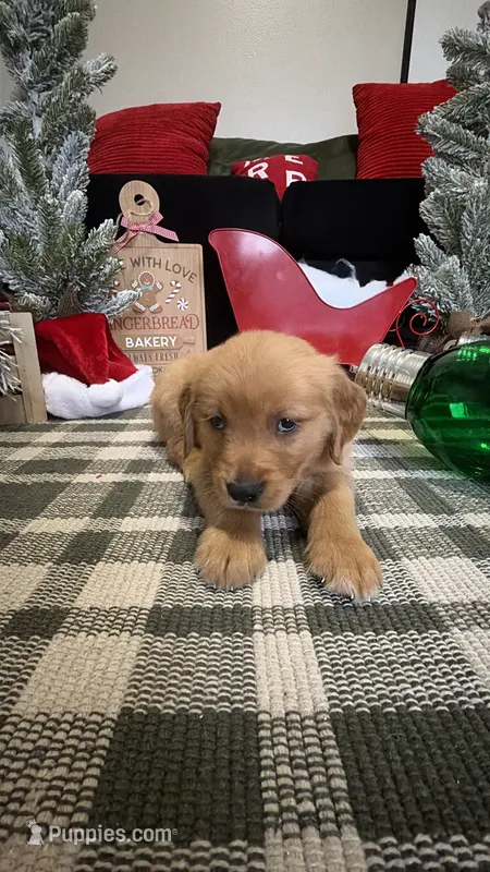 Jingles , a male Golden Retriever for sale in Lakeland, FL – 1 of 7
