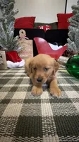 Jingles , a male Golden Retriever for sale in Lakeland, FL – 1 of 7