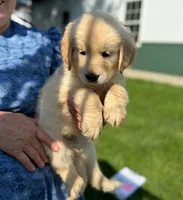 Peaches , a female Golden Retriever for sale in Lakeland, FL – 3 of 3