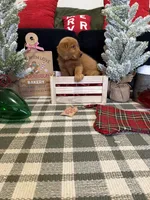 Buddy, a male Golden Retriever for sale in Lakeland, FL – 6 of 8