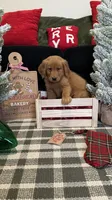 Buddy, a male Golden Retriever for sale in Lakeland, FL – 3 of 8