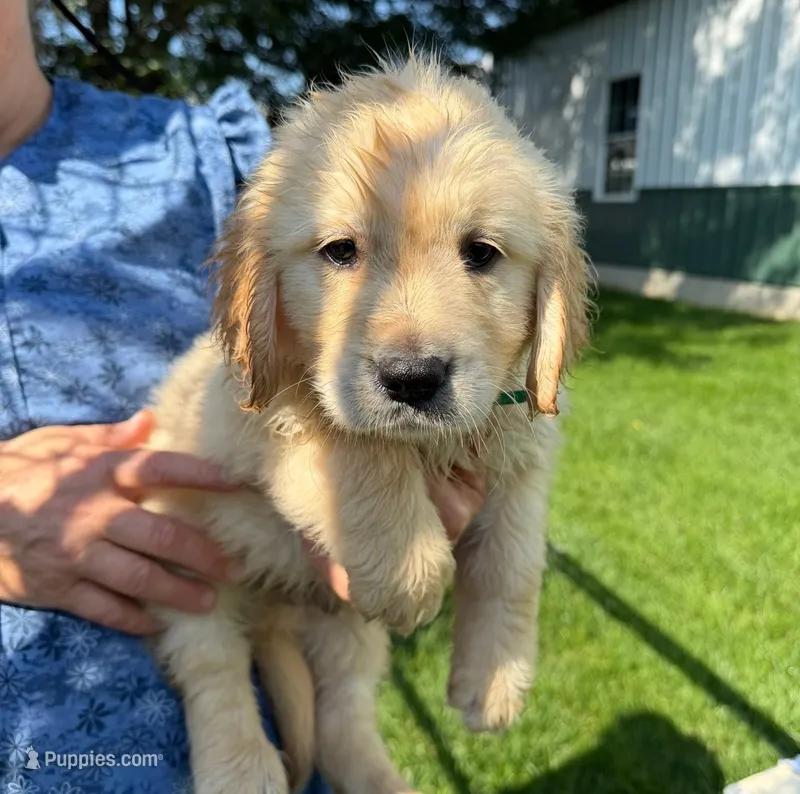 Blondie – Golden Retriever puppy for sale in Lakeland, FL