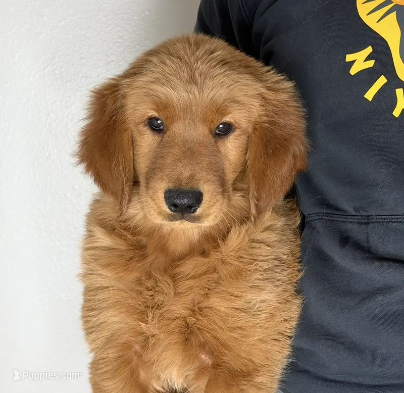 Jack-O – Golden Retriever puppy for sale in Lakeland, FL