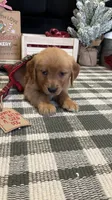 Holly , a male Golden Retriever for sale in Lakeland, FL – 3 of 9