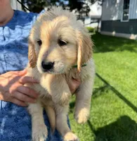Blondie, a female Golden Retriever for sale in Lakeland, FL – 3 of 3