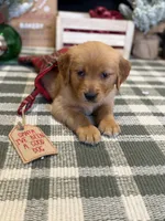 Holly , a male Golden Retriever for sale in Lakeland, FL – 7 of 9