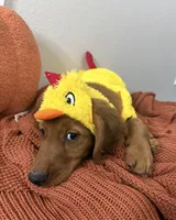 Chicken little , a male Golden Retriever for sale in Lakeland, FL – 4 of 4
