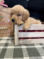 Jolly, a male Golden Retriever for sale in Lakeland, FL – 8 of 9