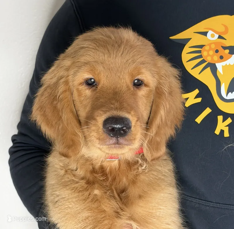 Chicken little  – Golden Retriever puppy for sale in Lakeland, FL