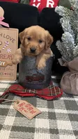 Chestnut , a male Golden Retriever for sale in Lakeland, FL – 5 of 8