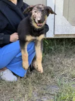Trixie , a female German Shepherd Dog for sale in Lakeland, FL – 5 of 5