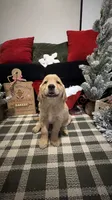 Santa , a male Golden Retriever for sale in Lakeland, FL – 6 of 6