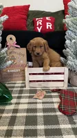 Buddy, a male Golden Retriever for sale in Lakeland, FL – 1 of 8