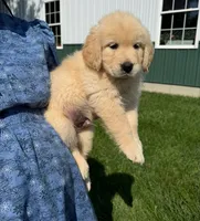 Murphy , a male Golden Retriever for sale in Lakeland, FL – 1 of 3