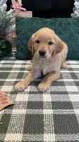 Aspen, a male Golden Retriever for sale in Lakeland, FL – 4 of 5