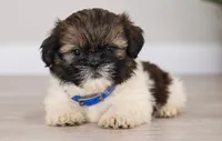 Winston , a male Shih Tzu for sale in Lakeland, FL – 2 of 3