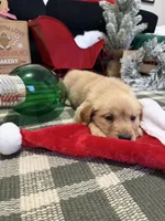 Noel , a female Golden Retriever for sale in Lakeland, FL – 3 of 5