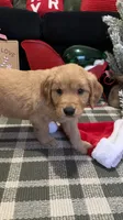Rudolph , a male Golden Retriever for sale in Lakeland, FL – 6 of 7