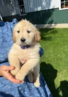 Marshmallow , a male Golden Retriever for sale in Lakeland, FL – 2 of 3