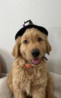 Wednesday , a female Golden Retriever for sale in Lakeland, FL – 2 of 4